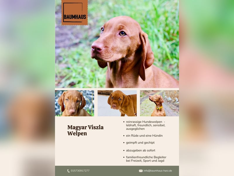 Magyar Vizsla Welpen
