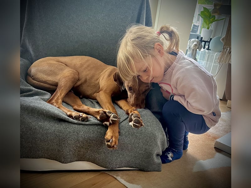 Wurfankündigung Magyar Vizsla Welpen (Mai 25)