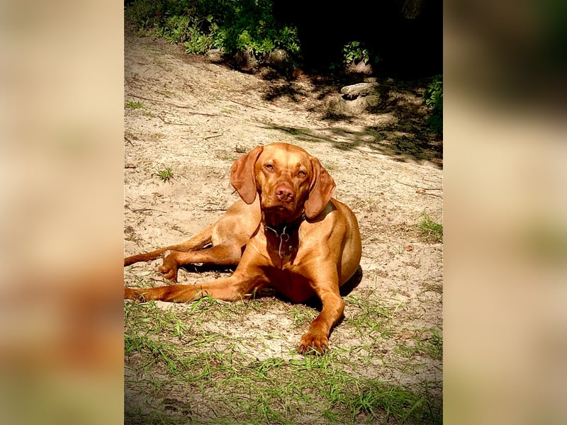 Wurfankündigung Magyar Vizsla Welpen (Mai 25)