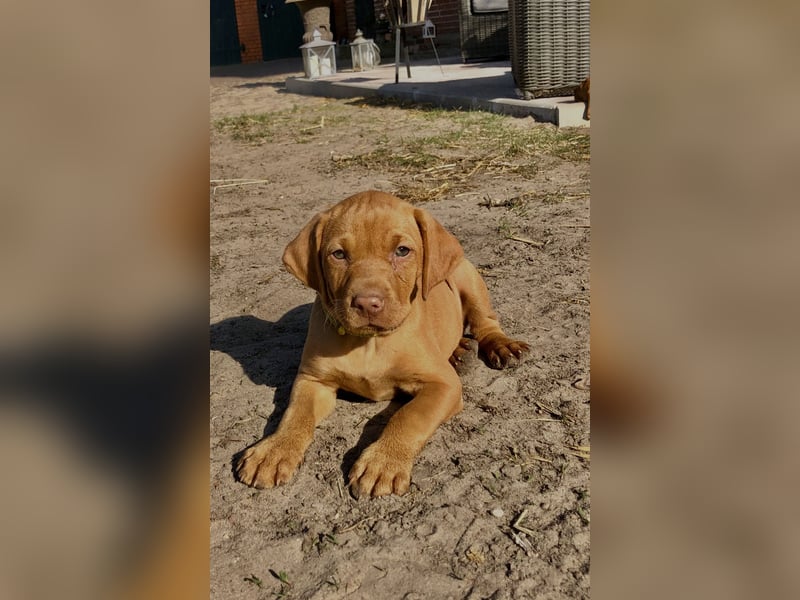 Wurfankündigung Magyar Vizsla Welpen (Mai 25)