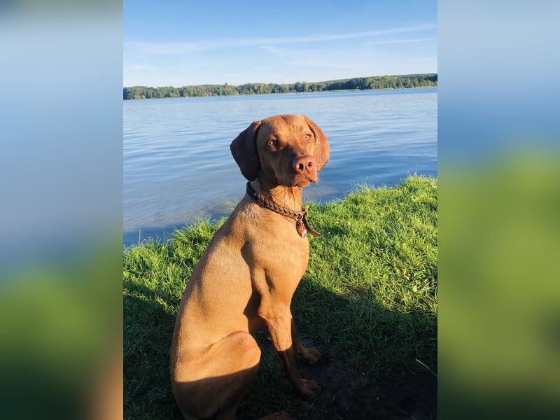 Wurfankündigung Magyar Vizsla Welpen (Mai 25)