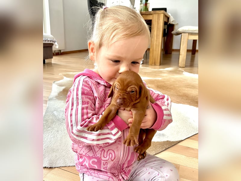 Wurfankündigung Magyar Vizsla Welpen (Mai 25)
