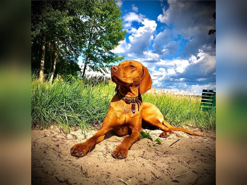 Wurfankündigung Magyar Vizsla Welpen (Mai 25)