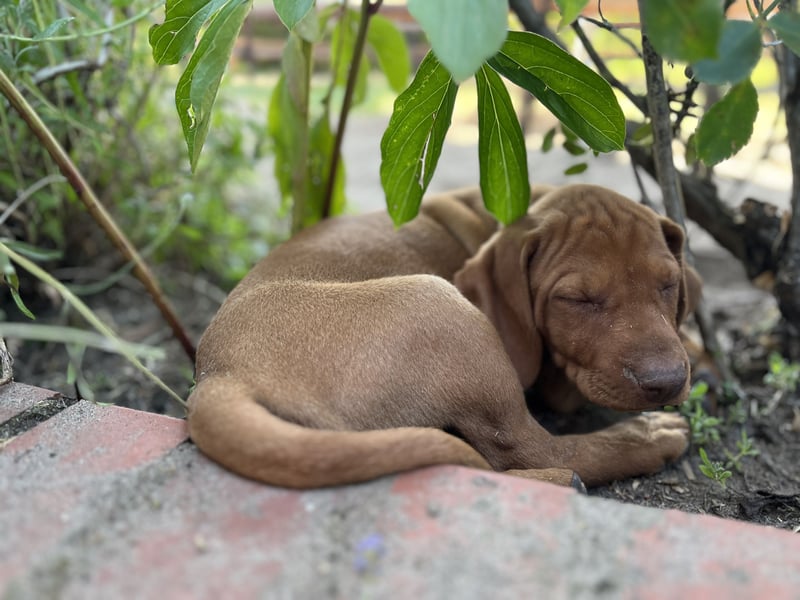 Wurfankündigung Magyar Vizsla Welpen (Mai 25)