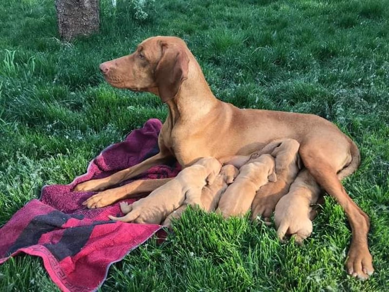 Magyar Vizsla Welpe