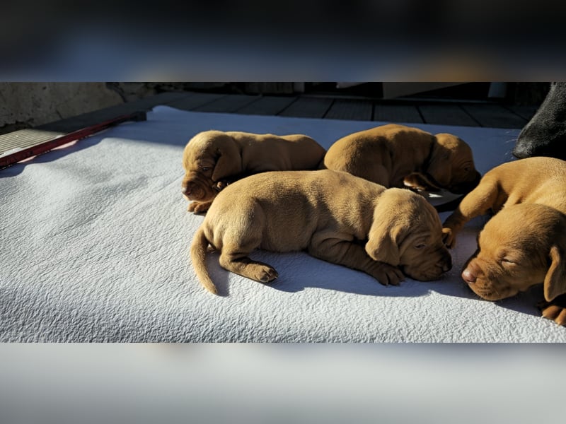 Magyar Vizsla Welpe