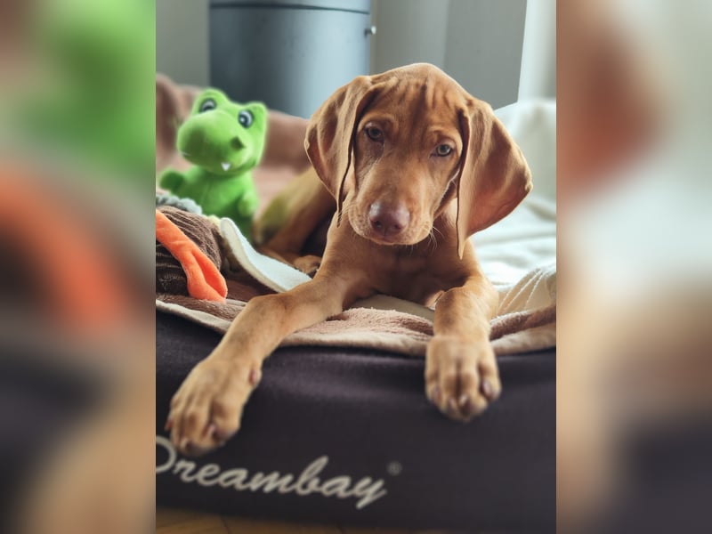 Magyar Vizsla Welpe