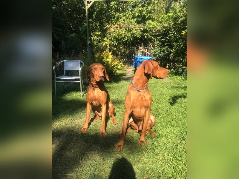 Magyar Vizsla Welpe