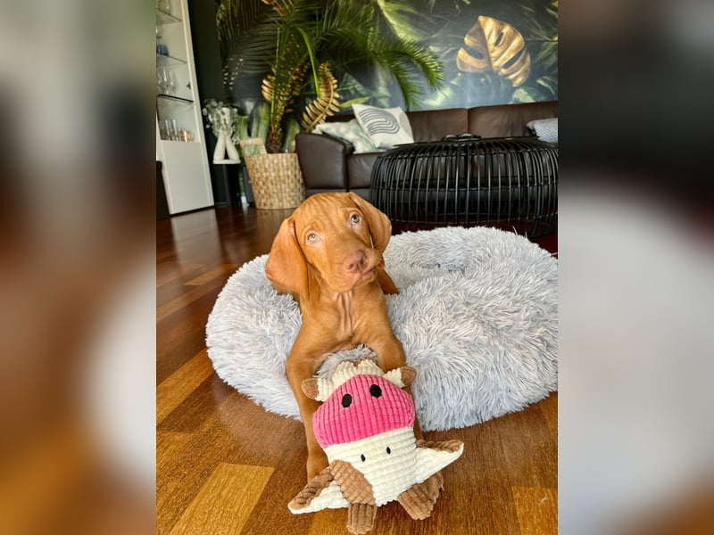 Magyar Vizsla Welpe