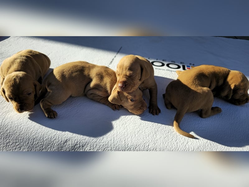 Magyar Vizsla Welpe