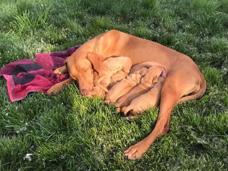 Magyar Vizsla Welpe