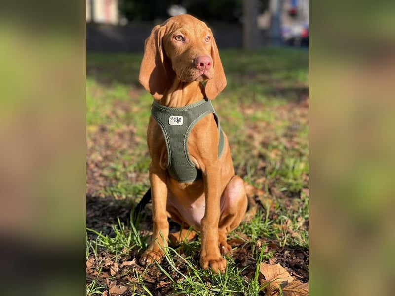 Magyar Vizsla Welpe