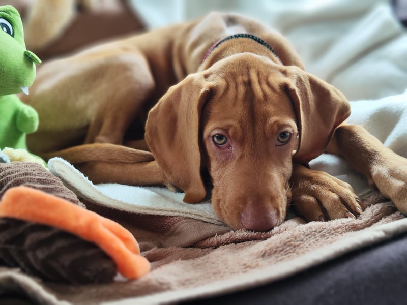 Magyar Vizsla Welpe