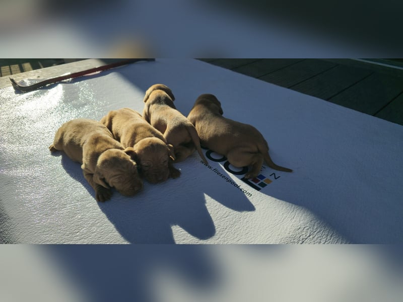 Magyar Vizsla Welpe