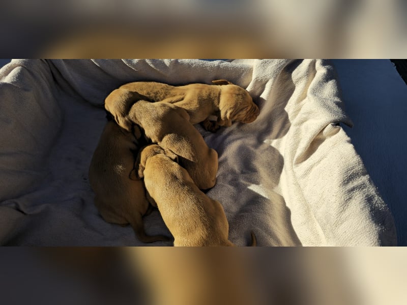 Magyar Vizsla Welpe