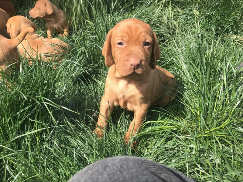 Magyar Vizsla Welpe