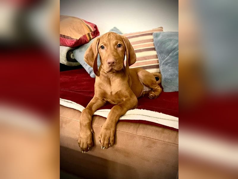 Magyar Vizsla Welpe