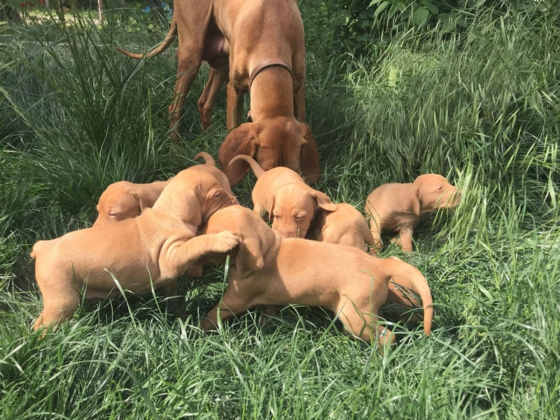 Magyar Vizsla Welpe