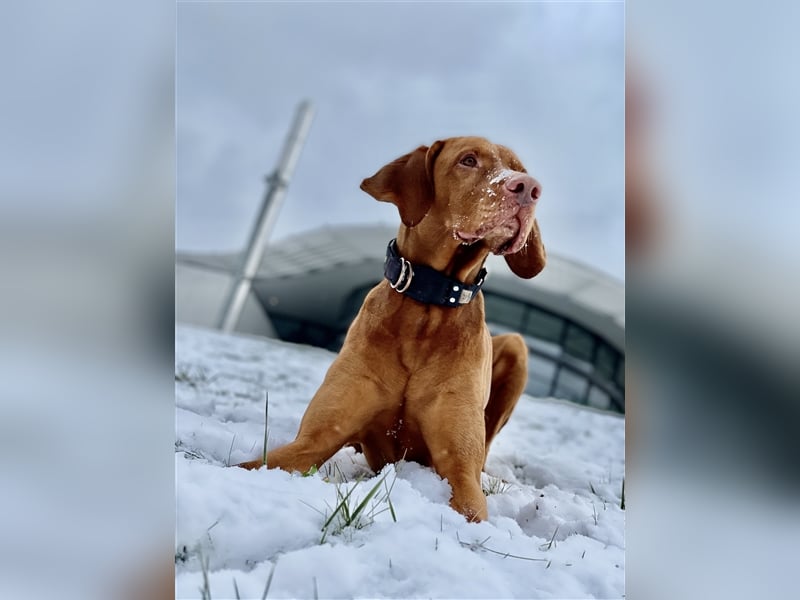 Magyar Vizsla Deckrüde