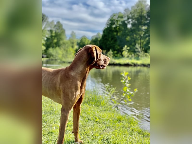 Magyar Vizsla Deckrüde