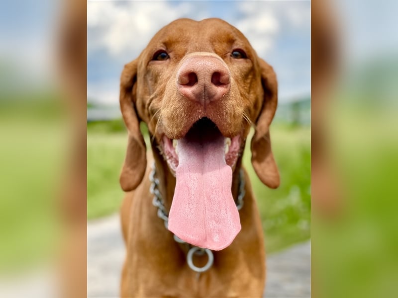 Magyar Vizsla Deckrüde