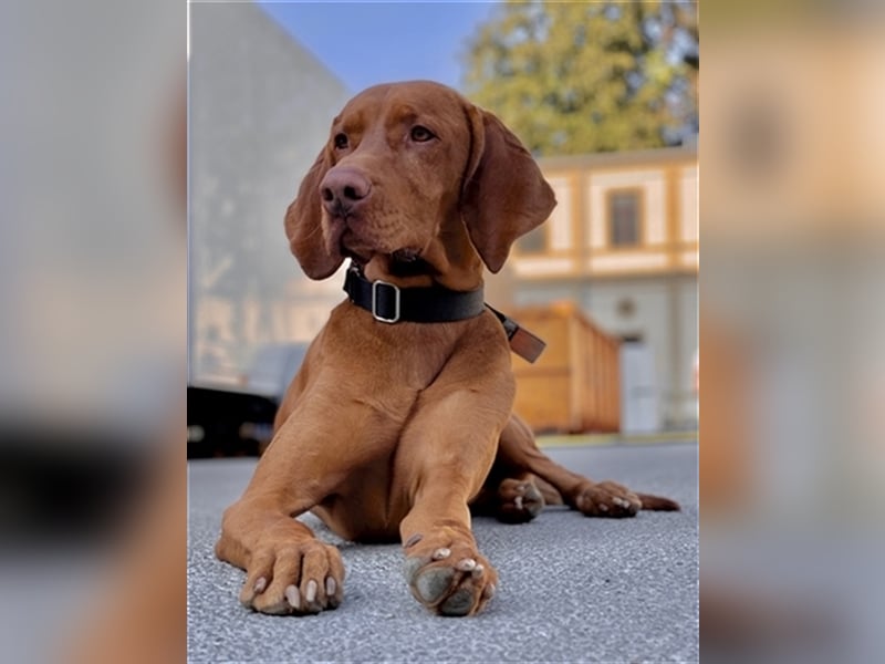 Magyar Vizsla Deckrüde