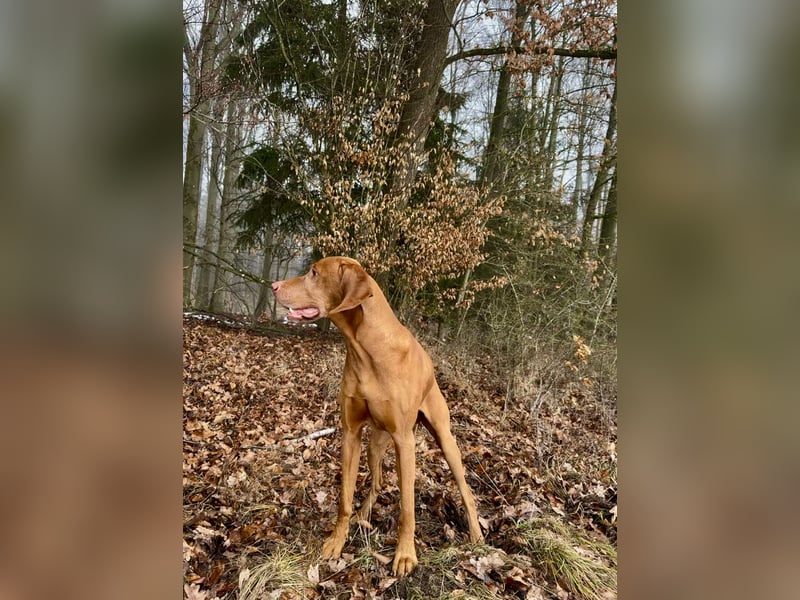 Magyar Vizsla Deckrüde