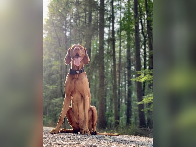 Magyar Vizsla Deckrüde