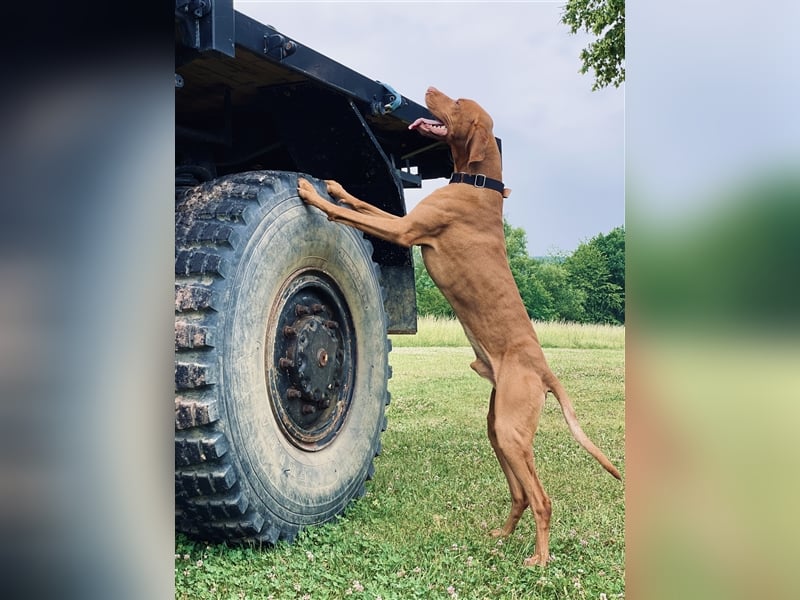 Magyar Vizsla Deckrüde