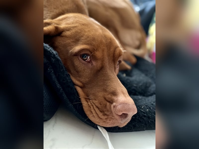 Magyar Vizsla Deckrüde