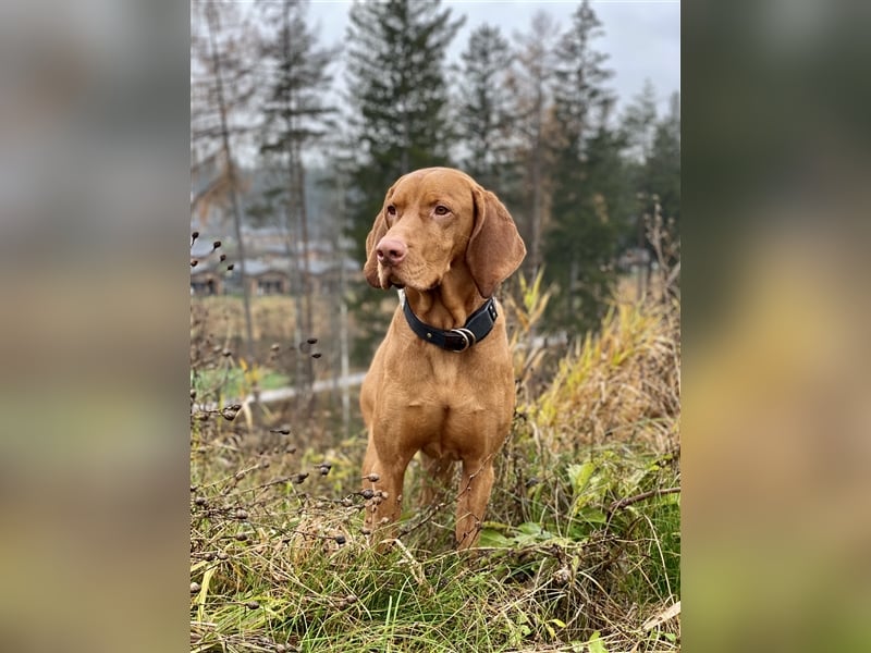 Magyar Vizsla Deckrüde