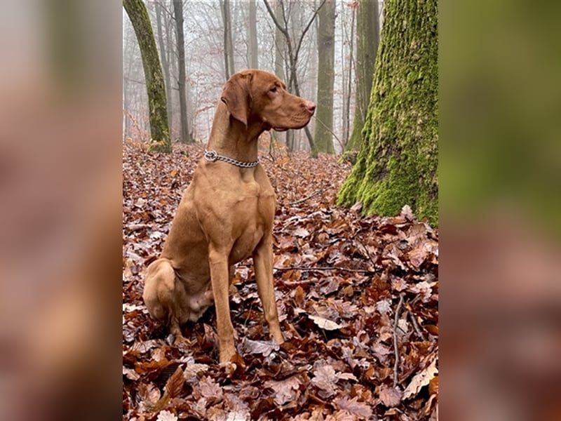 Magyar Vizsla Deckrüde