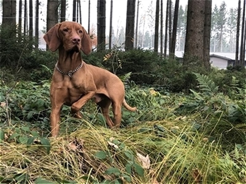 Magyar Vizsla Deckrüde