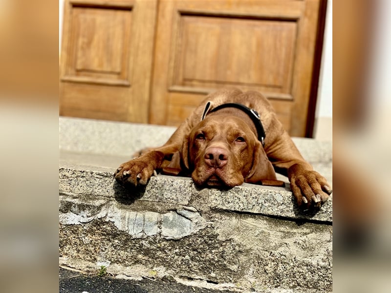 Magyar Vizsla Deckrüde