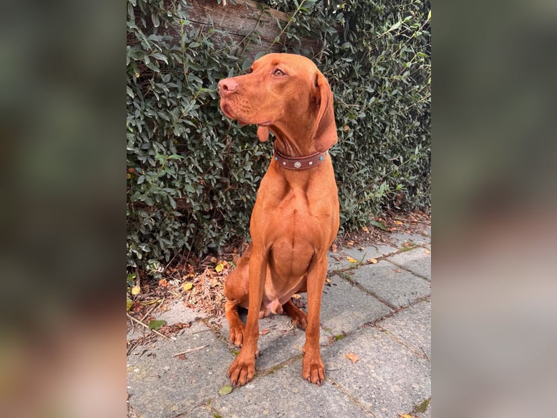 Bildschöner Magyar Vizsla Deckrüde steht gesunden Hündinnen zur Verfügung!