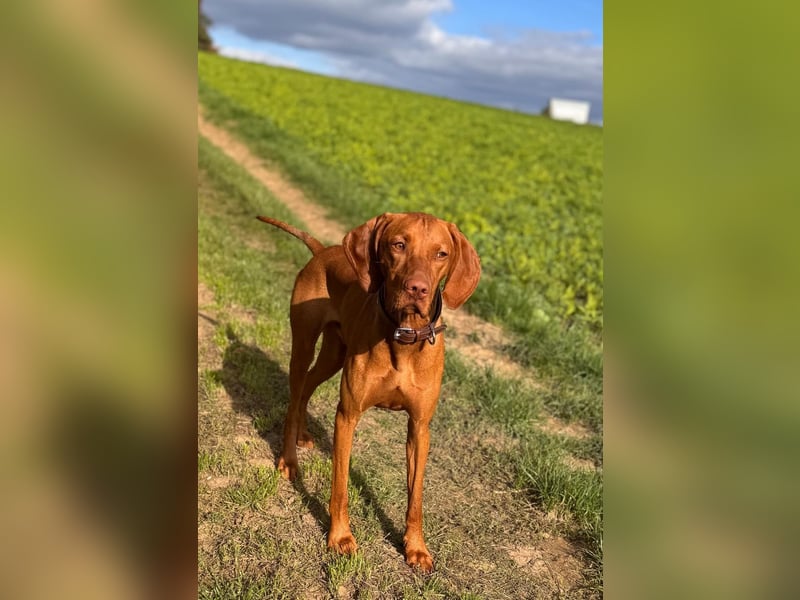 Bildschöner Magyar Vizsla Deckrüde steht gesunden Hündinnen zur Verfügung!