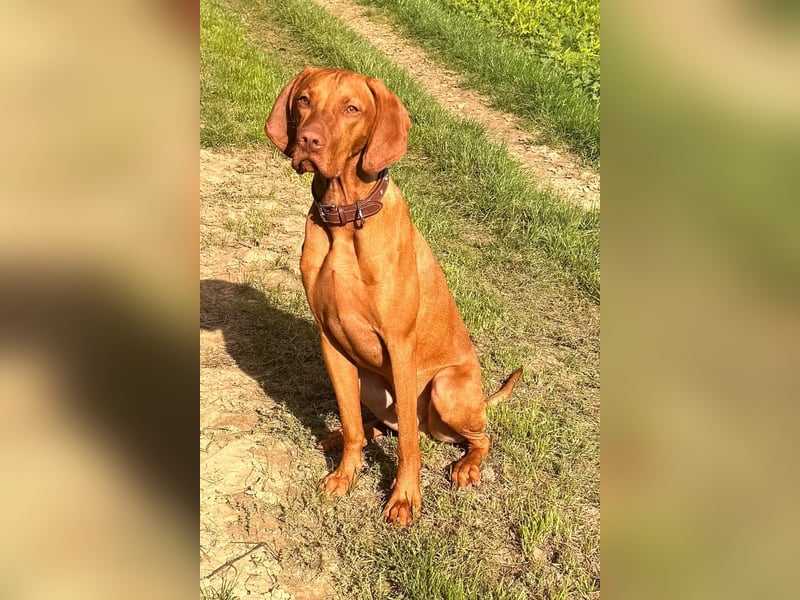 Bildschöner Magyar Vizsla Deckrüde steht gesunden Hündinnen zur Verfügung!