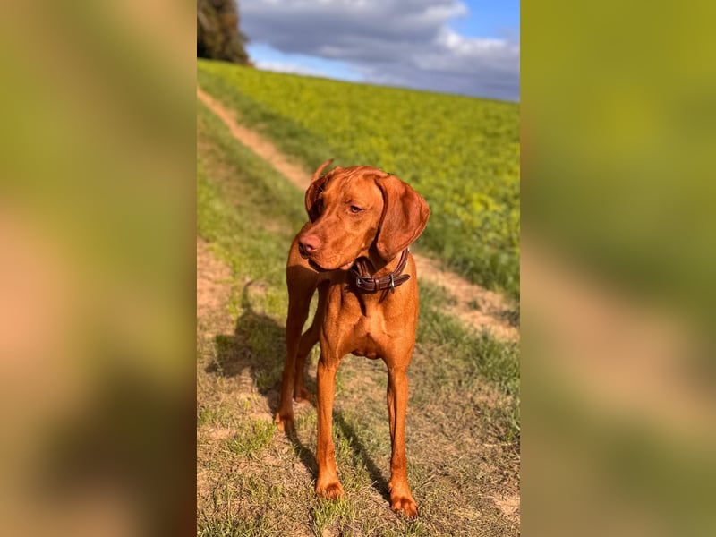 Bildschöner Magyar Vizsla Deckrüde steht gesunden Hündinnen zur Verfügung!