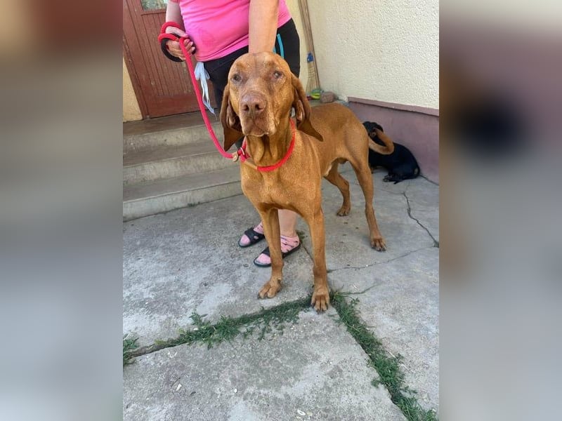 Rio, geb. 03/2020, 63 cm, wünscht sich ein Zuhause