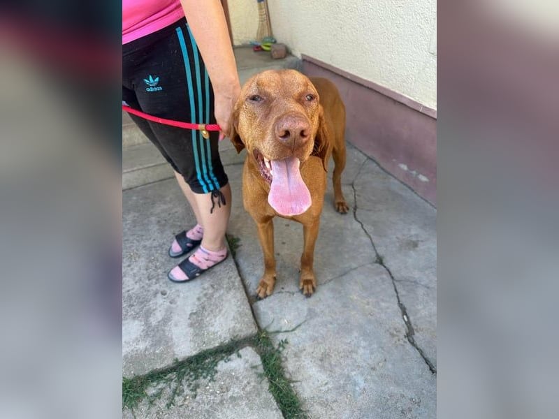 Rio, geb. 03/2020, 63 cm, wünscht sich ein Zuhause