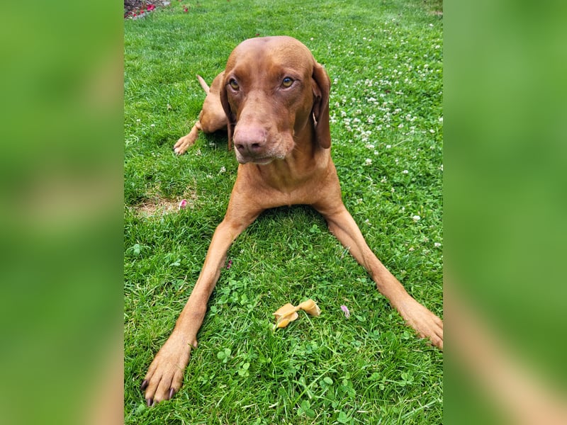 Deckrüde Magyar Vizsla