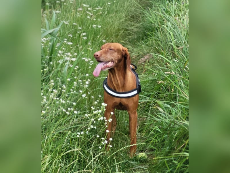 Deckrüde Magyar Vizsla