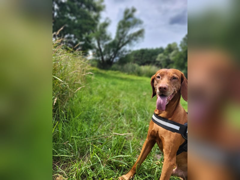 Deckrüde Magyar Vizsla