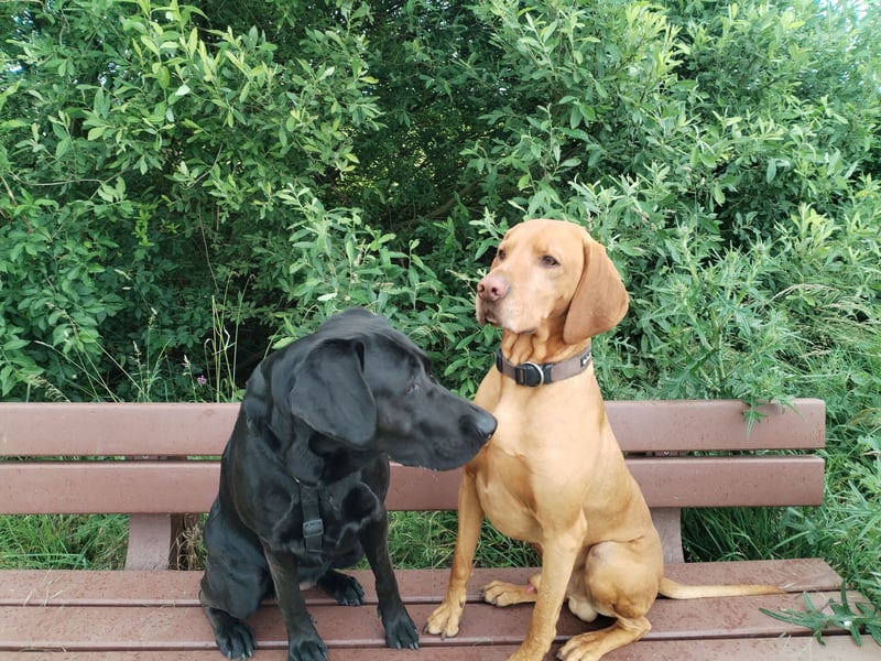 Vizslador- Welpen aus liebevoller Hobbyzucht