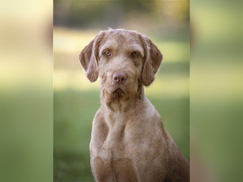 Magyar Vizsla Drathaar -Welpen