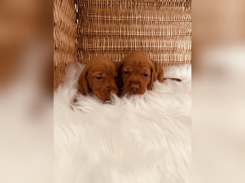 Magyar Vizsla Welpen reinrassig