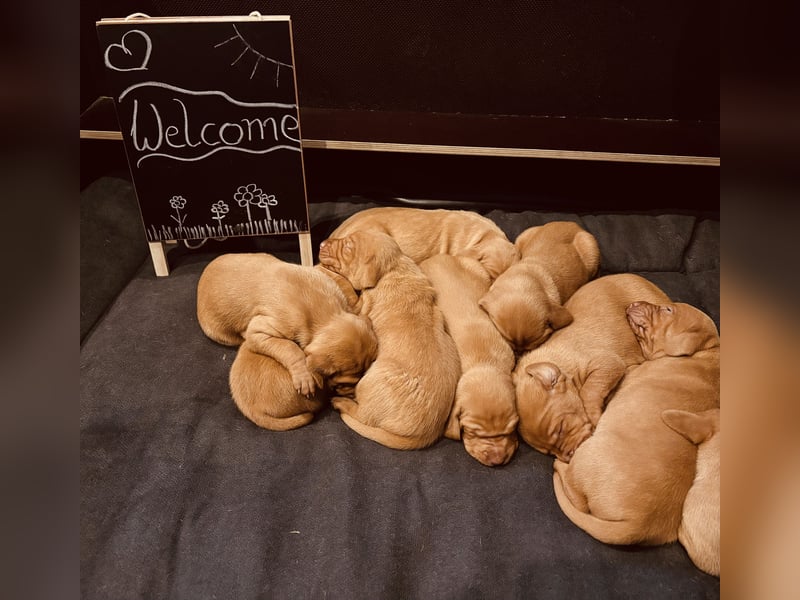 Magyar Vizsla Welpen reinrassig