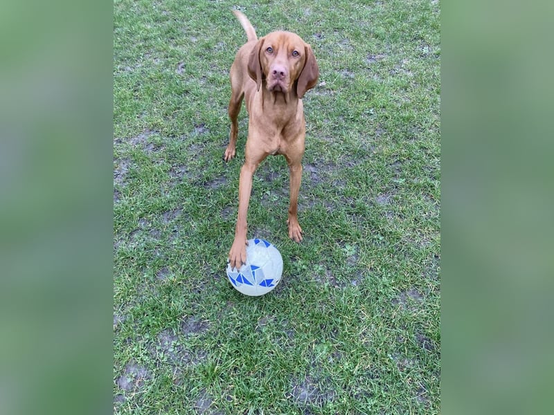 Magyar Vizsla Welpen reinrassig