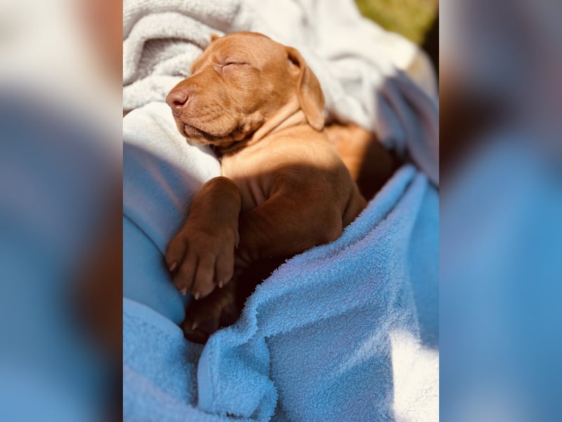 Magyar Vizsla Welpen reinrassig