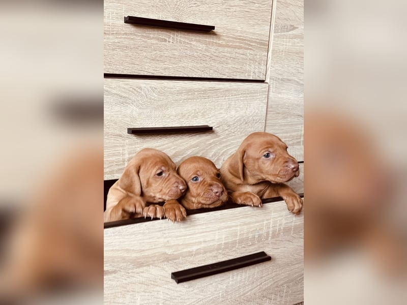 Magyar Vizsla Welpen reinrassig
